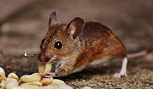 24 Hour & Emergency Exterminators in Western, IL